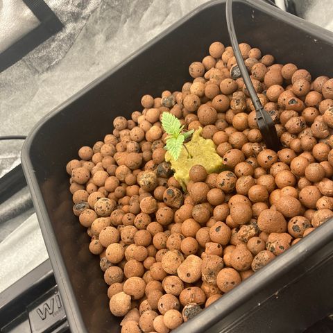 Cookies Gelato growlog timeline photo