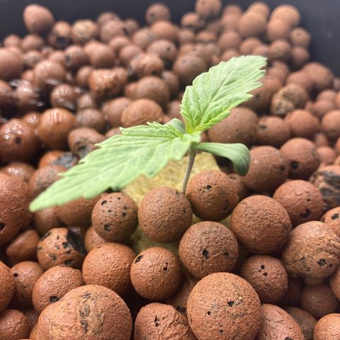 Royal Gorilla growlog timeline photo