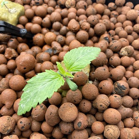 Royal Gorilla growlog timeline photo