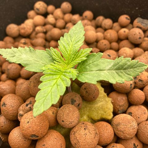 Wedding Crasher growlog timeline photo