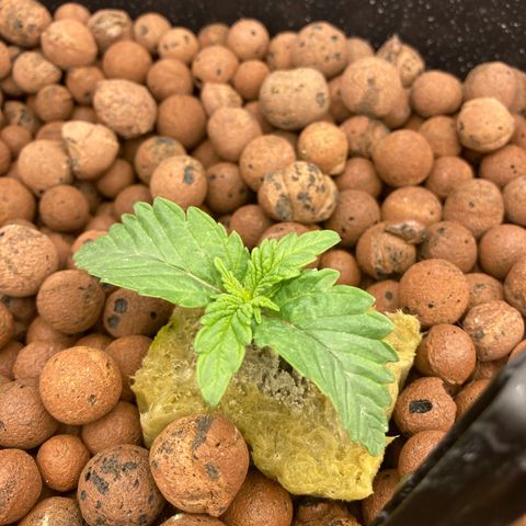 Wedding Crasher growlog timeline photo