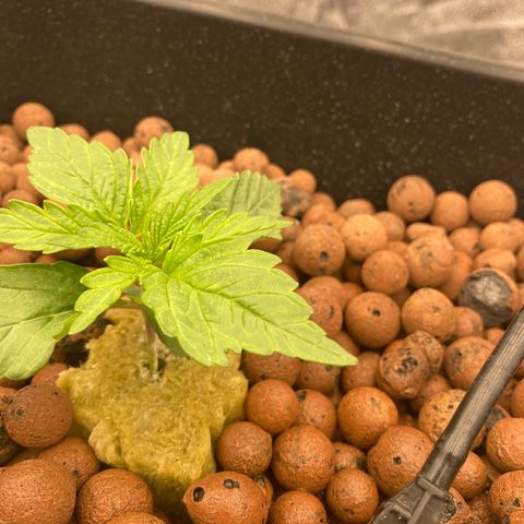 Cookies Gelato growlog timeline photo