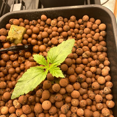 Royal Gorilla growlog timeline photo