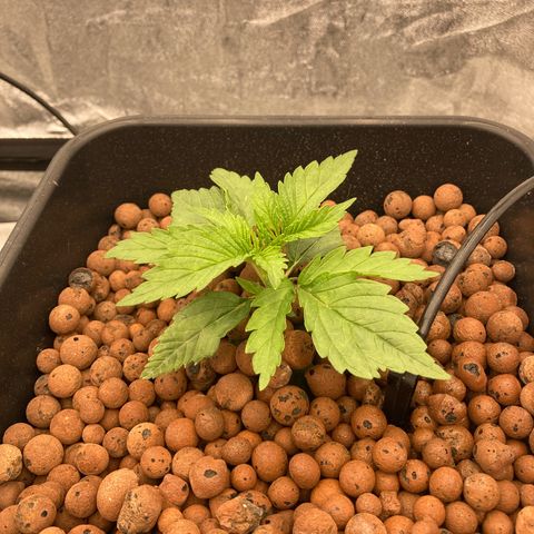Cookies Gelato growlog timeline photo