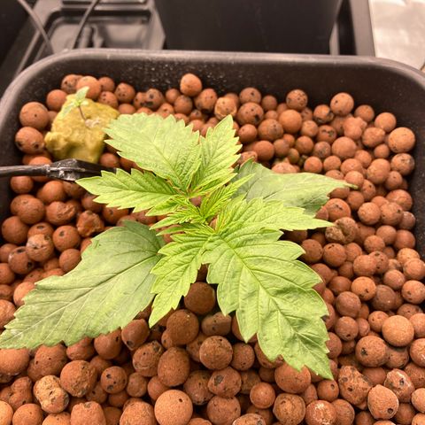 Royal Gorilla growlog timeline photo