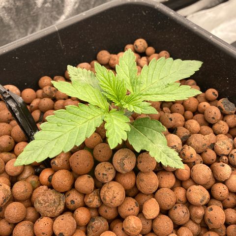 Wedding Crasher growlog timeline photo