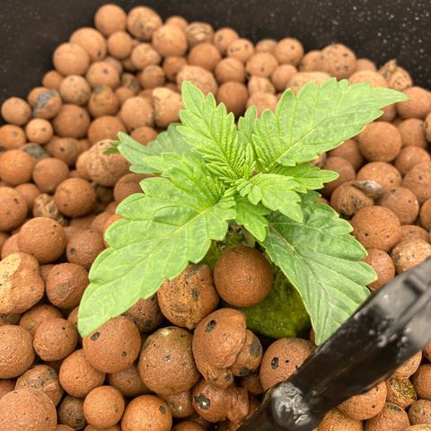 Wedding Crasher growlog timeline photo