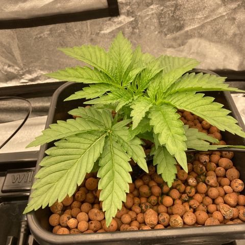 Cookies Gelato growlog timeline photo