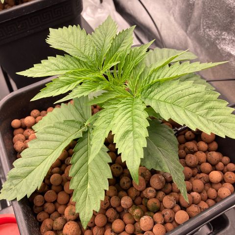 Royal Gorilla growlog timeline photo