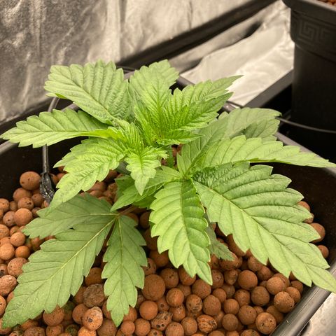 Wedding Crasher growlog timeline photo