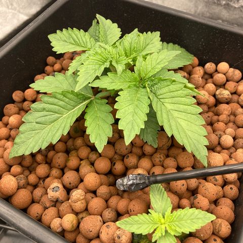 Wedding Crasher growlog timeline photo