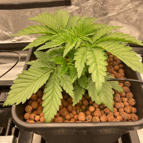 Cookies Gelato growlog timeline photo