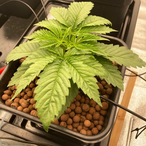 Royal Gorilla growlog timeline photo