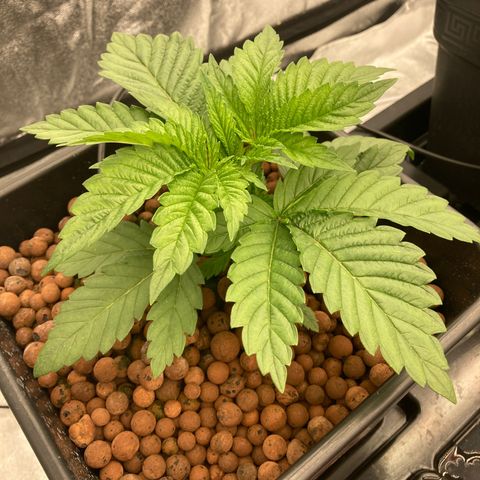 Wedding Crasher growlog timeline photo