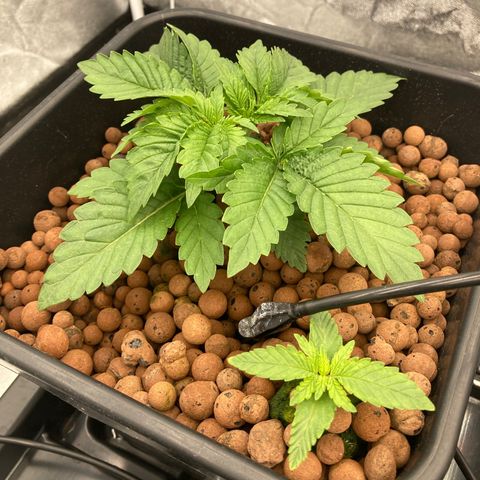 Wedding Crasher growlog timeline photo
