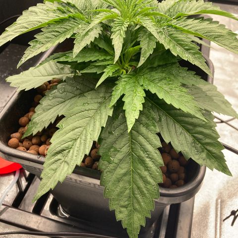 Royal Gorilla growlog timeline photo
