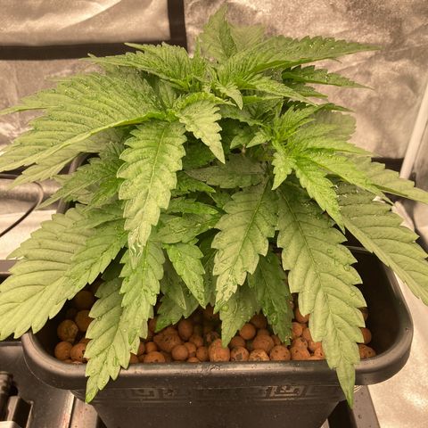 Cookies Gelato growlog timeline photo