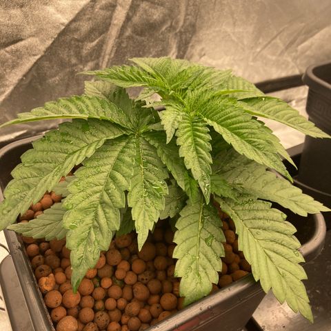 Wedding Crasher growlog timeline photo