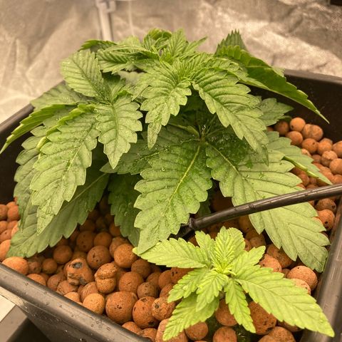 Wedding Crasher growlog timeline photo