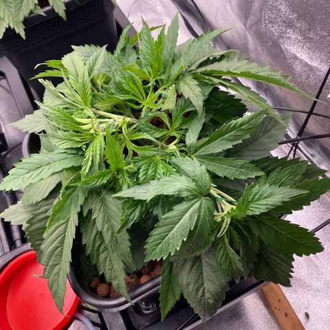 Royal Gorilla growlog timeline photo