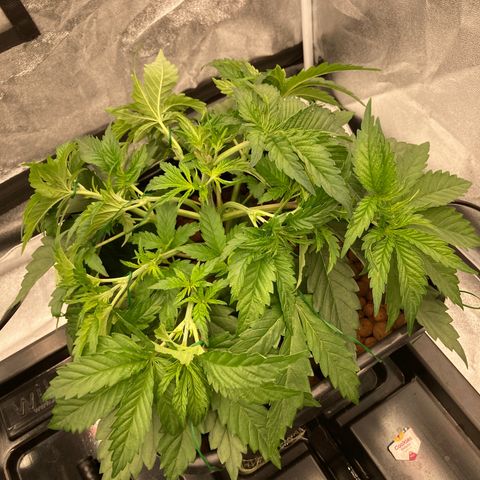 Cookies Gelato growlog timeline photo