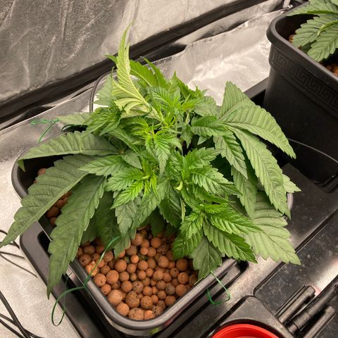Wedding Crasher growlog timeline photo