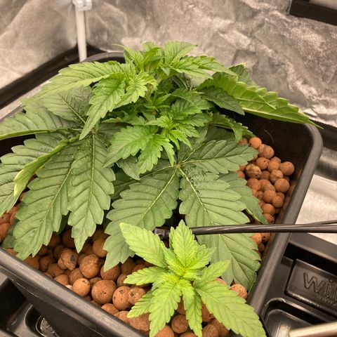 Wedding Crasher growlog timeline photo