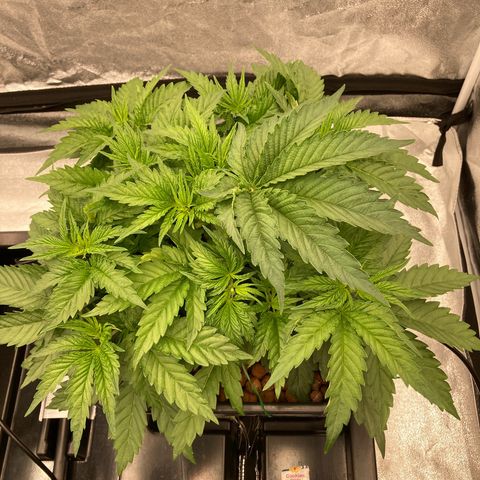 Cookies Gelato growlog timeline photo