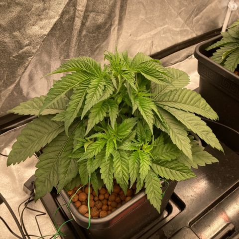 Wedding Crasher growlog timeline photo