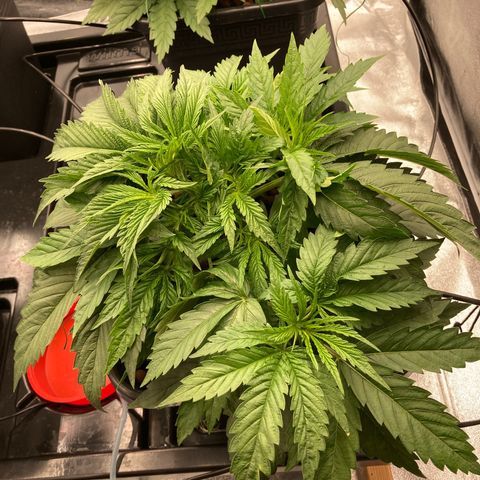 Royal Gorilla growlog timeline photo