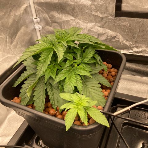 Wedding Crasher growlog timeline photo