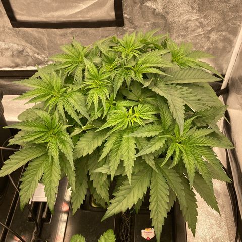 Cookies Gelato growlog timeline photo