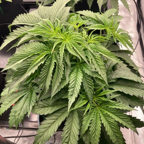 Royal Gorilla growlog timeline photo