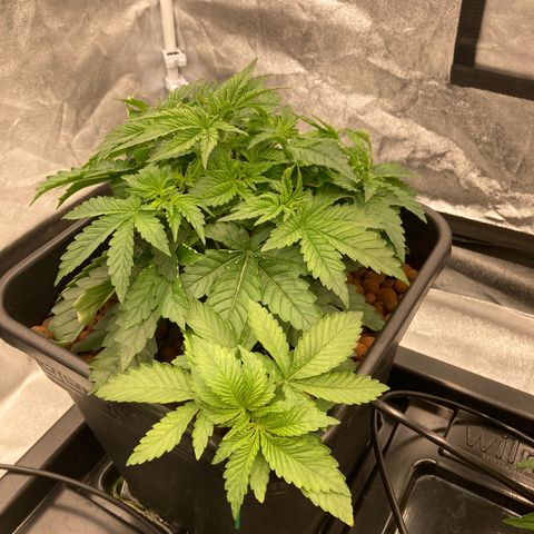 Wedding Crasher growlog timeline photo