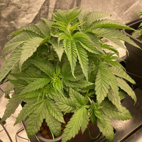 Wedding Crasher growlog timeline photo
