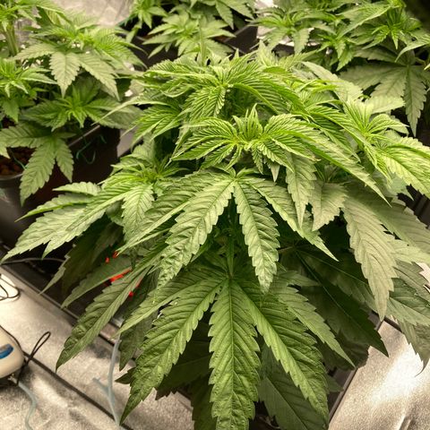 Royal Gorilla growlog timeline photo