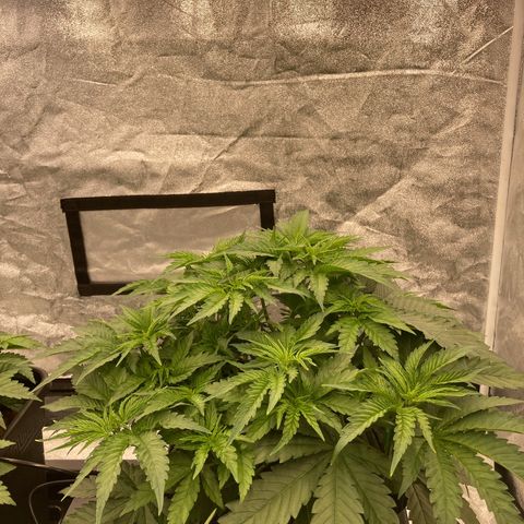 Cookies Gelato growlog timeline photo