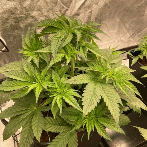 Wedding Crasher growlog timeline photo