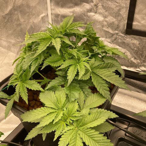 Wedding Crasher growlog timeline photo