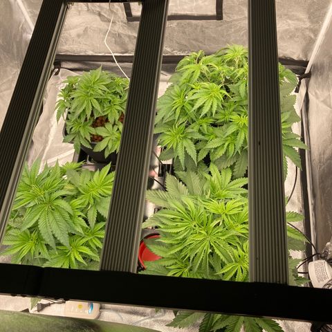 Wedding Crasher growlog timeline photo