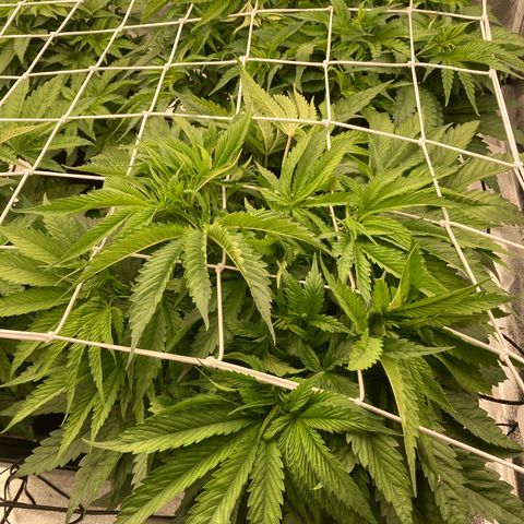Royal Gorilla growlog timeline photo