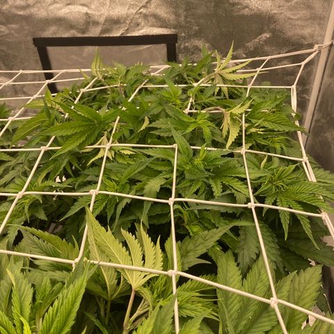 Cookies Gelato growlog timeline photo