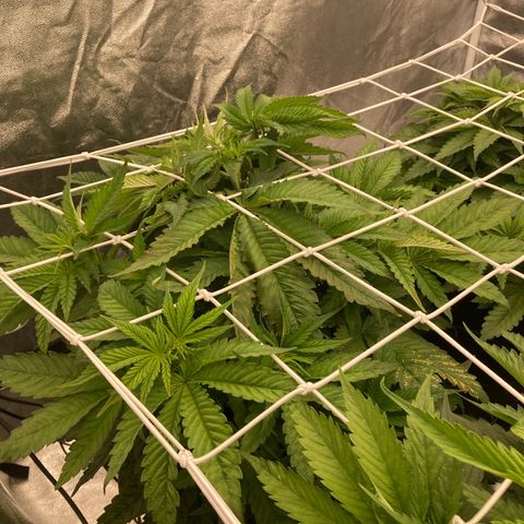 Wedding Crasher growlog timeline photo