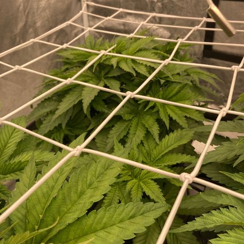 Wedding Crasher growlog timeline photo