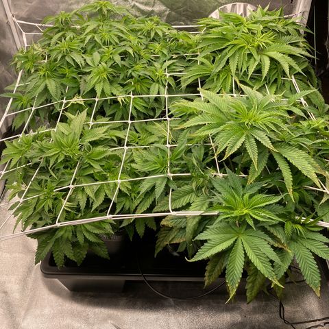 Wedding Crasher growlog timeline photo
