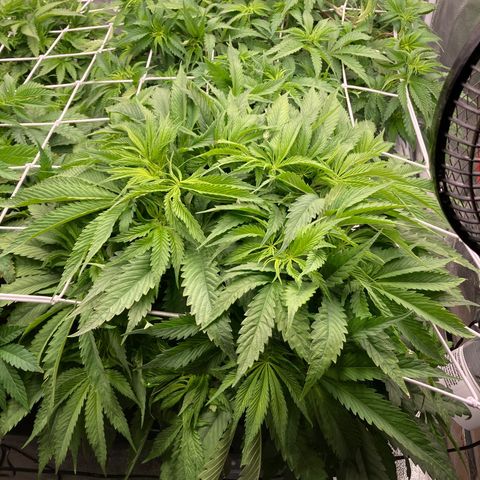 Royal Gorilla growlog timeline photo