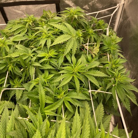 Cookies Gelato growlog timeline photo