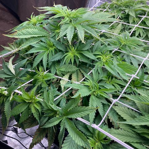 Wedding Crasher growlog timeline photo