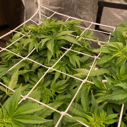 Wedding Crasher growlog timeline photo