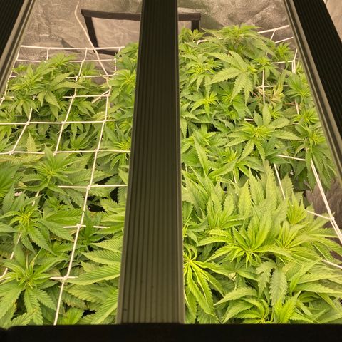 Wedding Crasher growlog timeline photo